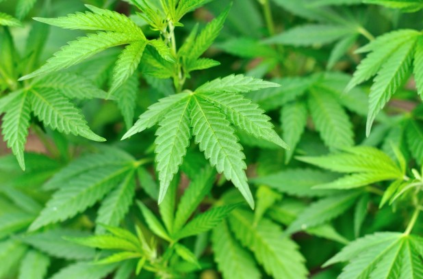 大麻