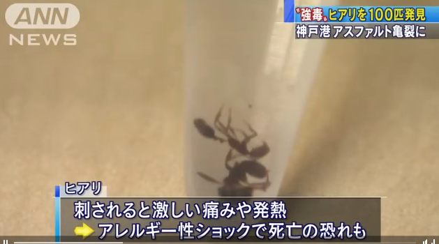 ヒアリ 神戸