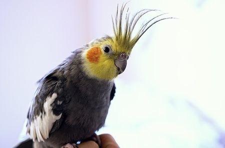 インコ