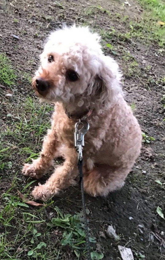 トイプードル ハッピーちゃん連れ去りの犯人 父親 の特定は 飼い主が悪いという声に批判続出 Endia